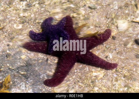 Wavy image of two starfish underwater, can be used as background, greeting card, concept of small and big being together, British Columbia, Canada Stock Photo