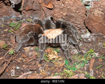 Tarantula spider (Brachypelma albiceps) in a terrarium Stock Photo