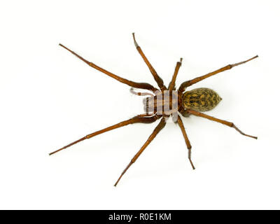 Giant house spider (Tegenaria domesticus) on a white background Stock Photo