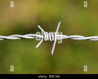 close up of barbed wire with green background Stock Photo