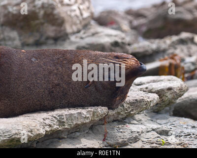 New zealand fur seal sleeping upside down Stock Photo