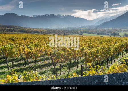 golden vineyards and grapevines in the mountain landscape of the Maienfeld region in Switzerland with a rock wall Stock Photo
