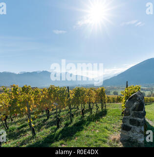 golden vineyards and grapevines in the mountain landscape of the Maienfeld region in Switzerland with a rock wall Stock Photo