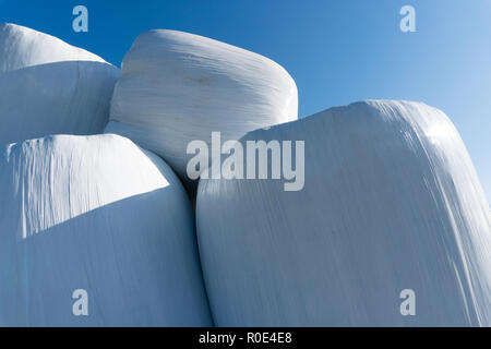 stacks of hay bales wrapped in white plastic under a blue sky used for cattle feed in the winter Stock Photo