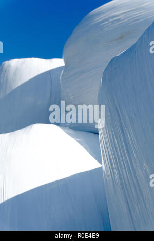 stacks of hay bales wrapped in white plastic under a blue sky used for cattle feed in the winter Stock Photo