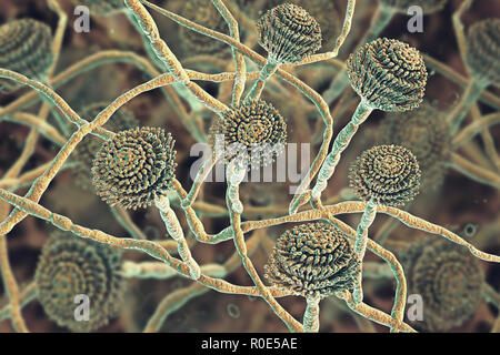 Computer illustration of fruiting bodies (conidiophores) and hyphae of the fungus Aspergillus fumigatus. A. fumigatus is a widely distributed saprophyte which grows on household dust, soil, and decaying vegetable matter, including stale food, hay and grain. Humans and animals constantly inhale numerous conidia of this fungus. A. fumigatus can cause a number of disorders in people with compromised immune function or other lung diseases, including allergy and the serious lung disease aspergillosis. This fungus can also spread to the brain, kidneys, liver and skin. Stock Photo