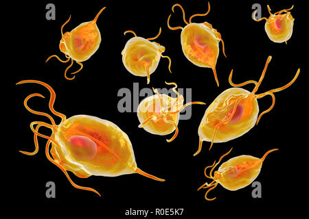 Trichomonas vaginalis, computer illustration. Trichomonas vaginalis is a parasitic microorganism that is the causative agent of trichomoniasis. Trichomoniasis is a common cause of vaginitis and is a sexually transmitted disease. Stock Photo