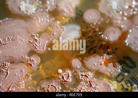 Bacterial colonies growing in Petri dish. Stock Photo