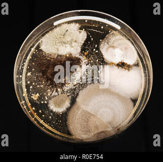 Microbes growing in Petri dish. Stock Photo