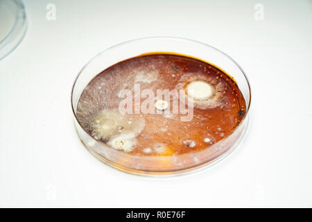 Bacterial colonies growing in Petri dish. Stock Photo