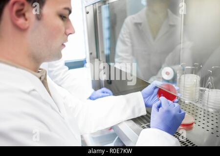 Male laboratory assistant taking sample from petri dish. Stock Photo
