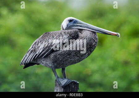 Drenched brown pelican looking unimpressed in heavy rain in Mexico's Sian Ka'an Biosphere Reserve Stock Photo