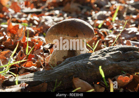 Small penny bun mushroom disguised amongst yellowing autumn leaves in Chailey Common Nature Reserve, West Sussex Stock Photo