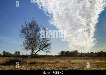 Beautiful bright autumn day in Chailey Common Nature Reserve in West Sussex Stock Photo