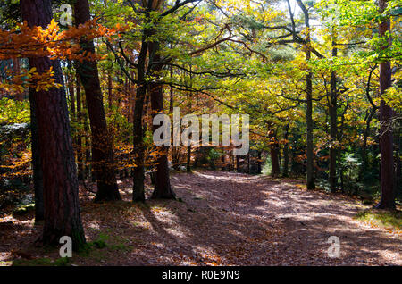 path in the forest in the vosges mountains in france in late autumn Stock Photo