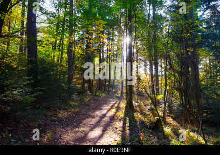 path in the forest in the vosges mountains in france in late autumn Stock Photo