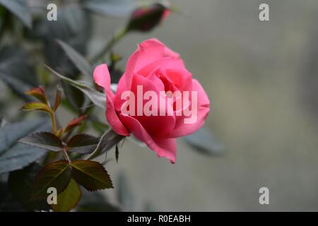 Bright pink rose on grey background Stock Photo