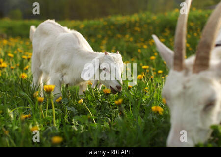Little goat kid grazing on meadow full of dandelions, blurred mother goat in front of it. Stock Photo