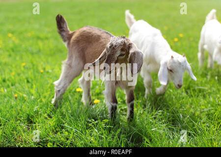 Little brown goat kid grazing, grass leaf in her mouth. More goats in background. Stock Photo