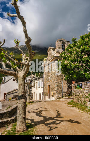 Chapelle Sainte-Lucie, horse-chestnut tree, trimmed plane tree, Monte Stello in clouds, village of Silgaggia, Cap Corse, Haute-Corse, Corsica, France Stock Photo