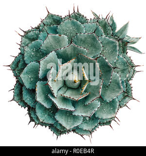 ornamental succulent plant (agave) taken from above and isolated on white background Stock Photo