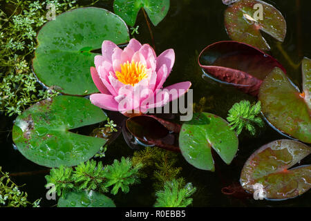 Water lilly and other aquatic plants like watermilfoil and water-starwort in a pond Stock Photo