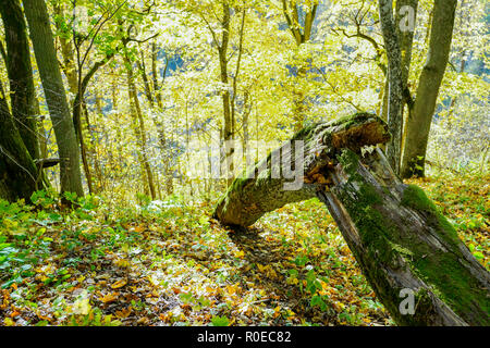 wind broken tree in the forest Stock Photo