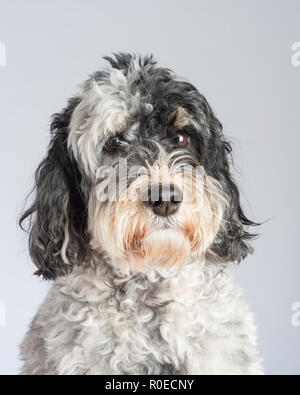 Black and white Cockapoo dog portrait Stock Photo