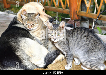 Dog and cat to snuggle in animal love best friends Stock Photo