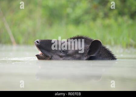 A Lowland Tapir (Tapirus terrestris) taking a bath in North Pantanal, Brazil Stock Photo