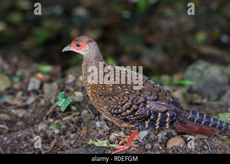 A female Swinhoe's Pheasant (Lophura swinhoii) foraging in the forest. Dasyueshan, Taiwan. Stock Photo