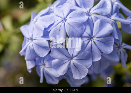Close up of Plumbago Auriculata / Cape Ledwort flowering in an English garden, England, UK Stock Photo
