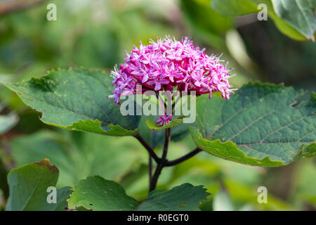 Close up of Clerodendrum Bungei - Glory Flower flowering in an English garden, UK Stock Photo