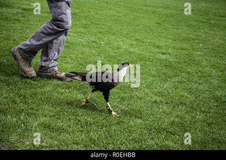 Protected eagle, detail of dangerous bird Stock Photo