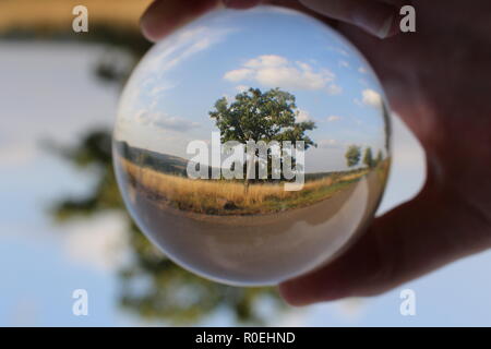 Tree in Glass ball. Stock Photo