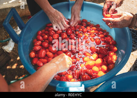 The traditional preparation of the tomato sauce in the south of italy, Puglia Stock Photo