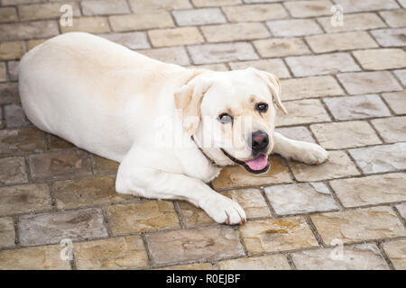 Yellow Labrador Retriever lays on a cobblestone ground Stock Photo