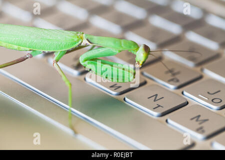 Mantis pressing keys on a laptop keyboard, computer bug or hacker metaphor Stock Photo