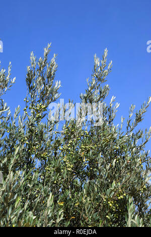 green olive fruits on branches, unripe olives on the tree against azure sky background Stock Photo