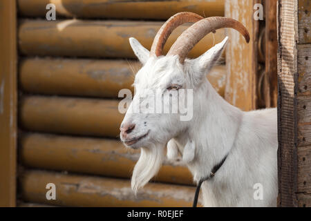 White goat looks out of a wooden barn, close-up portrait with selective focus Stock Photo