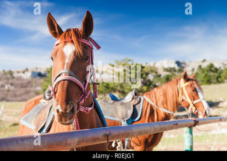 Close-up portrait of two red horses standing tethered on a mountain meadow at summer day, selective focus Stock Photo