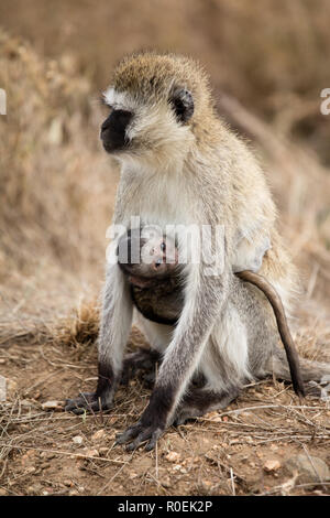 Vervet monkeys - mother and it's newborn baby - in Serfengeti National Park, Tanzania Stock Photo