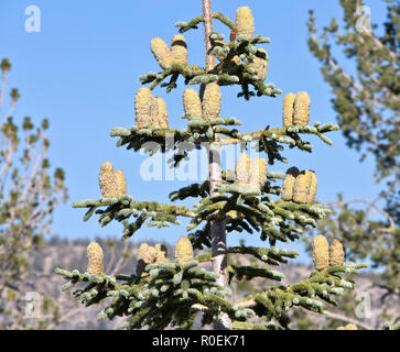 Red Fir, maturing cones  'Abies magnifica' tree, maturing cones. Stock Photo