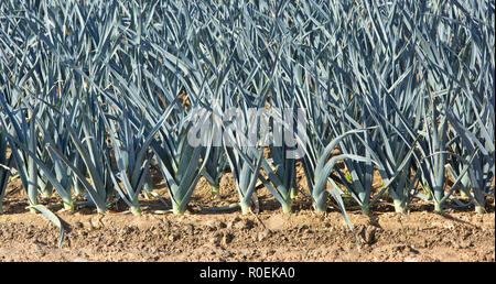 Leek 'Allium ampeloprasum' vegetable maturing in field. Stock Photo