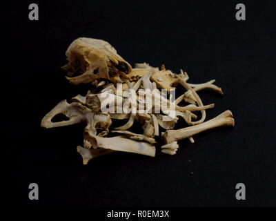 Pile of hedgehog bones Stock Photo