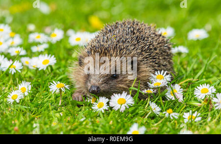 Hedgehog, young, wild, native, European hedgehog, Erinaceus europaeus, in natural garden habitat during Spring time surrounded by bright white daisies Stock Photo