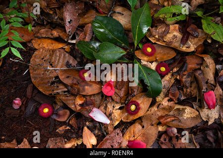 Forest floor from a Campinarana Forest in Amazonia, north of Manaus, Brazil. The flowers are from the Apuí tree. Stock Photo