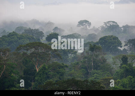The canopy of the Amazon rainforest. Area of Cristalino, southern ...