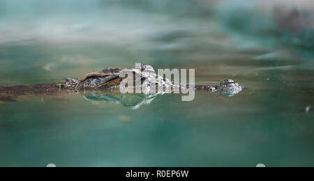 crocodile face and the reflection in the water Stock Photo