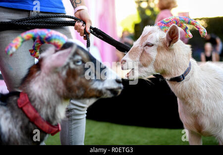Los Angeles, USA. 03rd Nov, 2018. Goat 'Spanky' and goat 'Pippin' at a yoga class with goats. Goat yoga is becoming increasingly popular in the USA. Credit: Britta Pedersen/dpa-Zentralbild/dpa/Alamy Live News Stock Photo